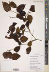 Smilax menispermoidea — ảnh 3