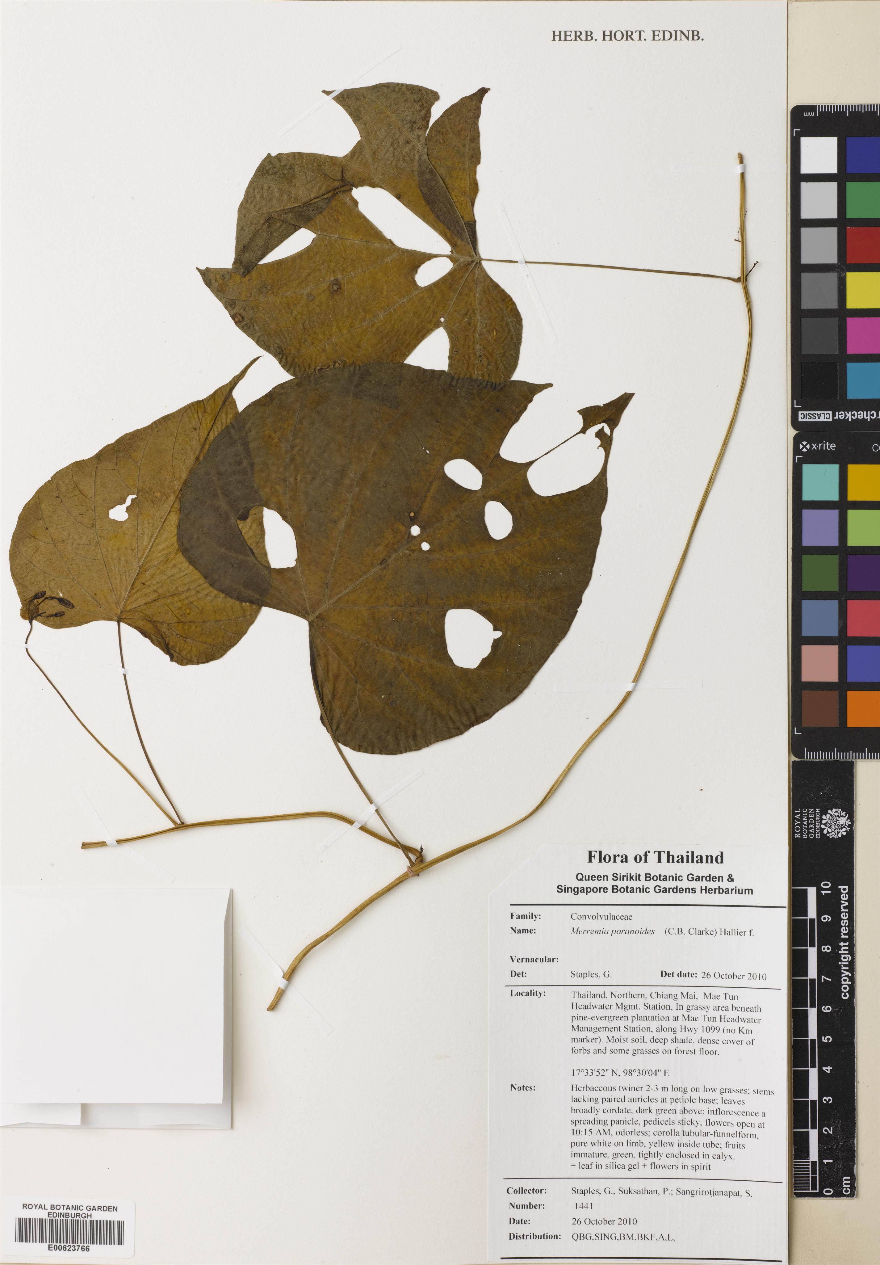 Merremia poranoides (Merremia poranoides)