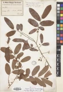 Type specimen at Edinburgh (E). Schweinfurth, George: 1931. Barcode: E00624347.