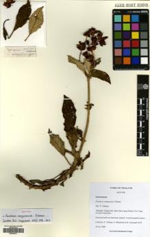 Type specimen at Edinburgh (E). Triboun, Pramote: 4039. Barcode: E00624571.