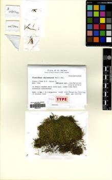 Type specimen at Edinburgh (E). Wigginton, M: 05/074A. Barcode: E00625206.