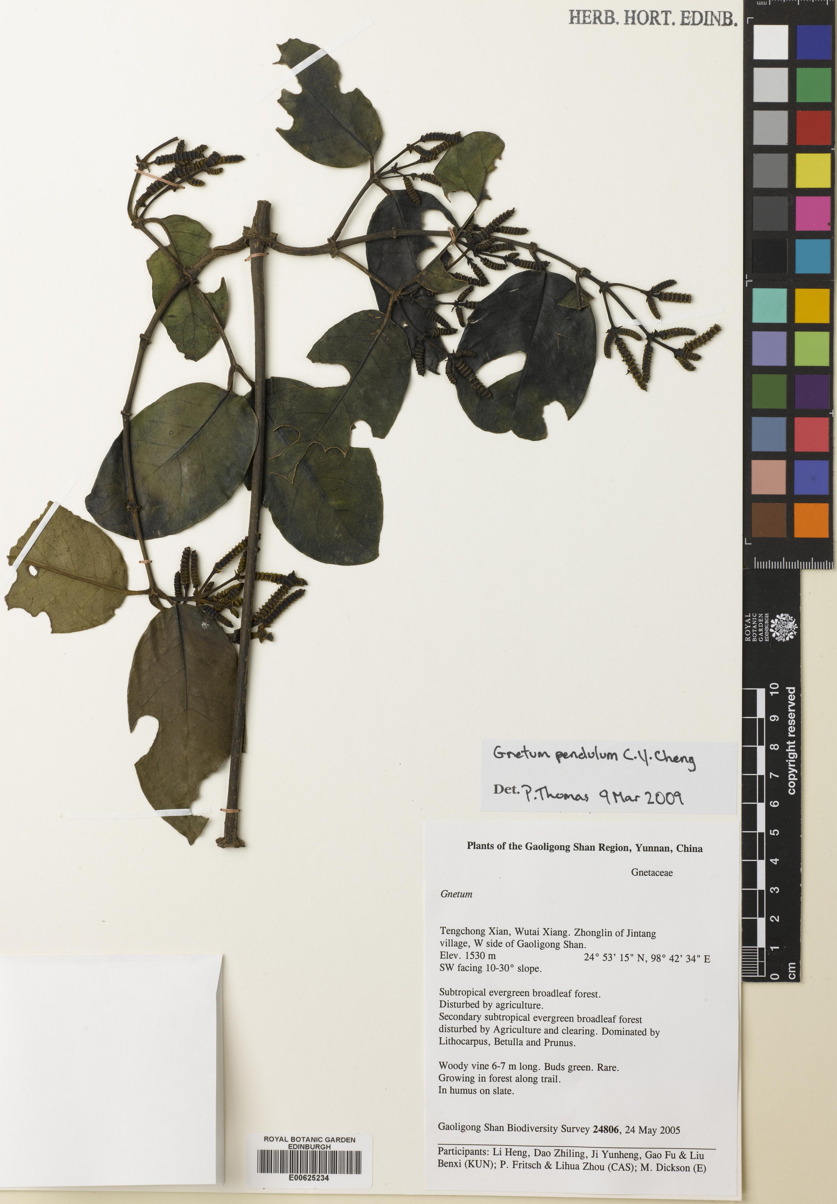 Gnetum pendulum