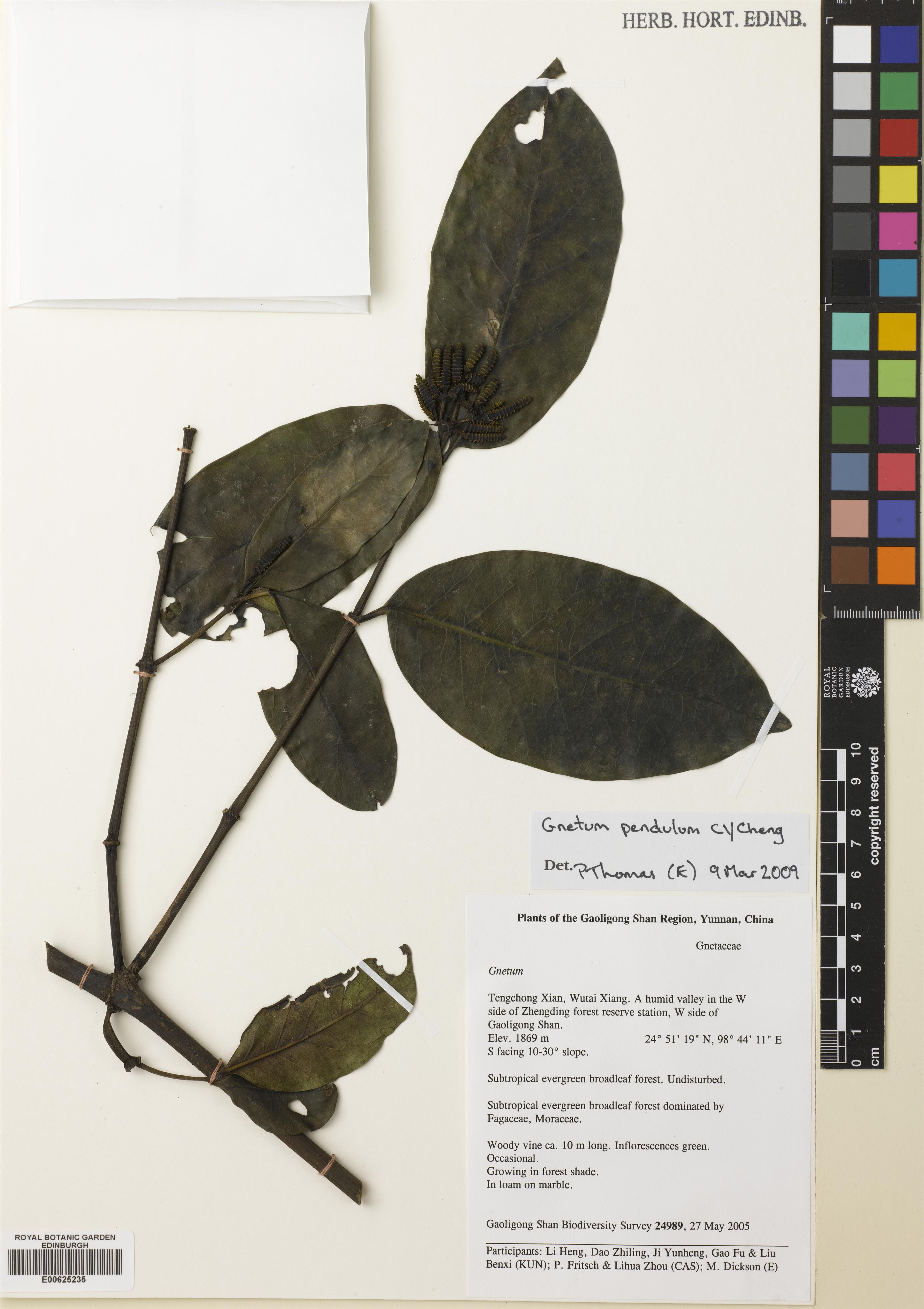 Gnetum pendulum photograph 2