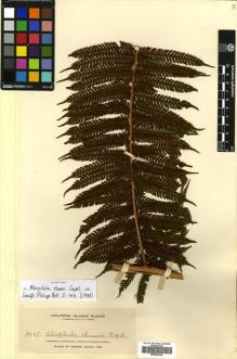 Type specimen at Edinburgh (E). Merrill, Elmer: 9457. Barcode: E00625249.