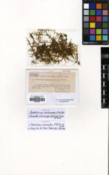 Type specimen at Edinburgh (E). Dusén, Per: 31. Barcode: E00625343.