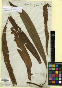 Type specimen at Edinburgh (E). Cuming, Hugh: 60. Barcode: E00625501.