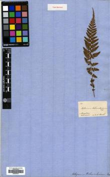 Type specimen at Edinburgh (E). Hohenacker, Rudolph: 211. Barcode: E00625525.