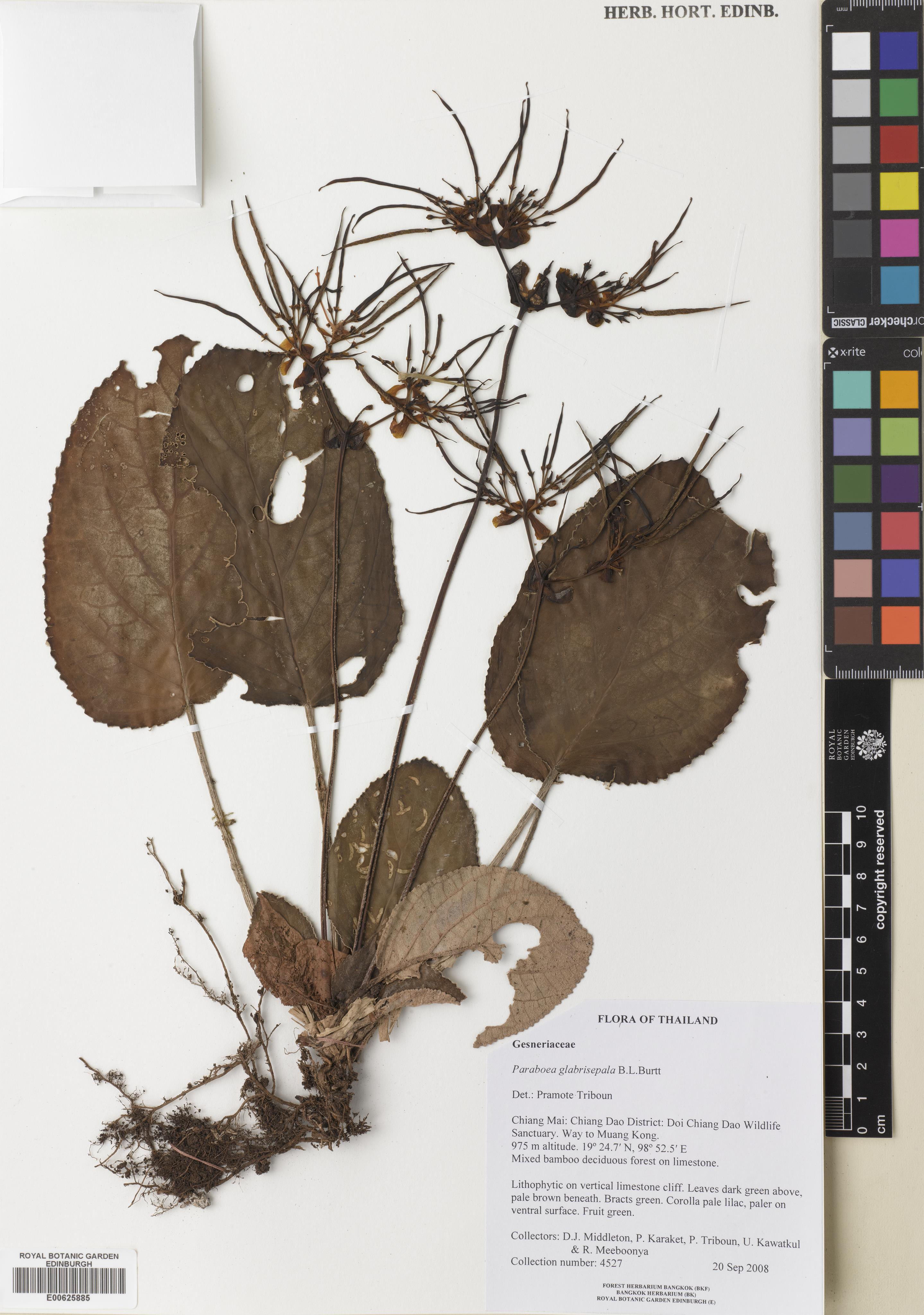 Paraboea glabrisepala (Paraboea glabrisepala)