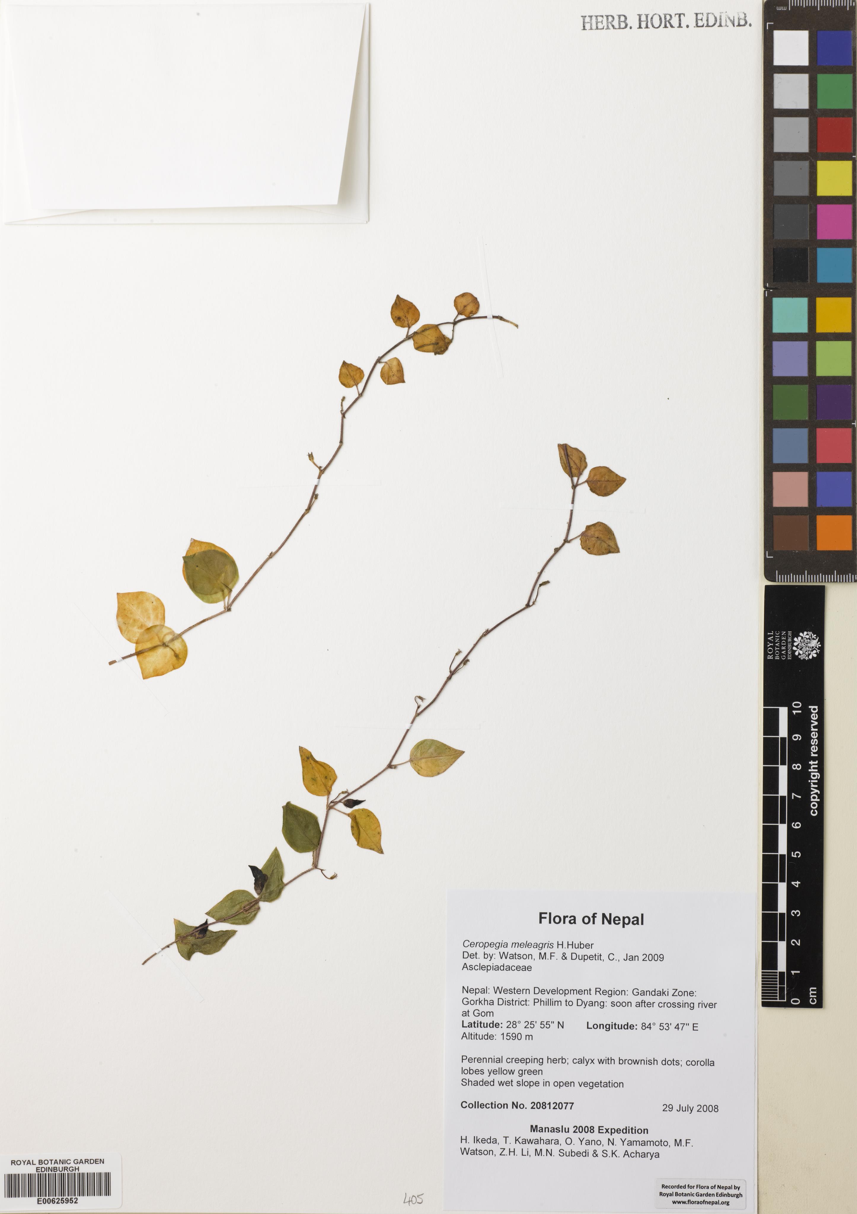 Ceropegia meleagris