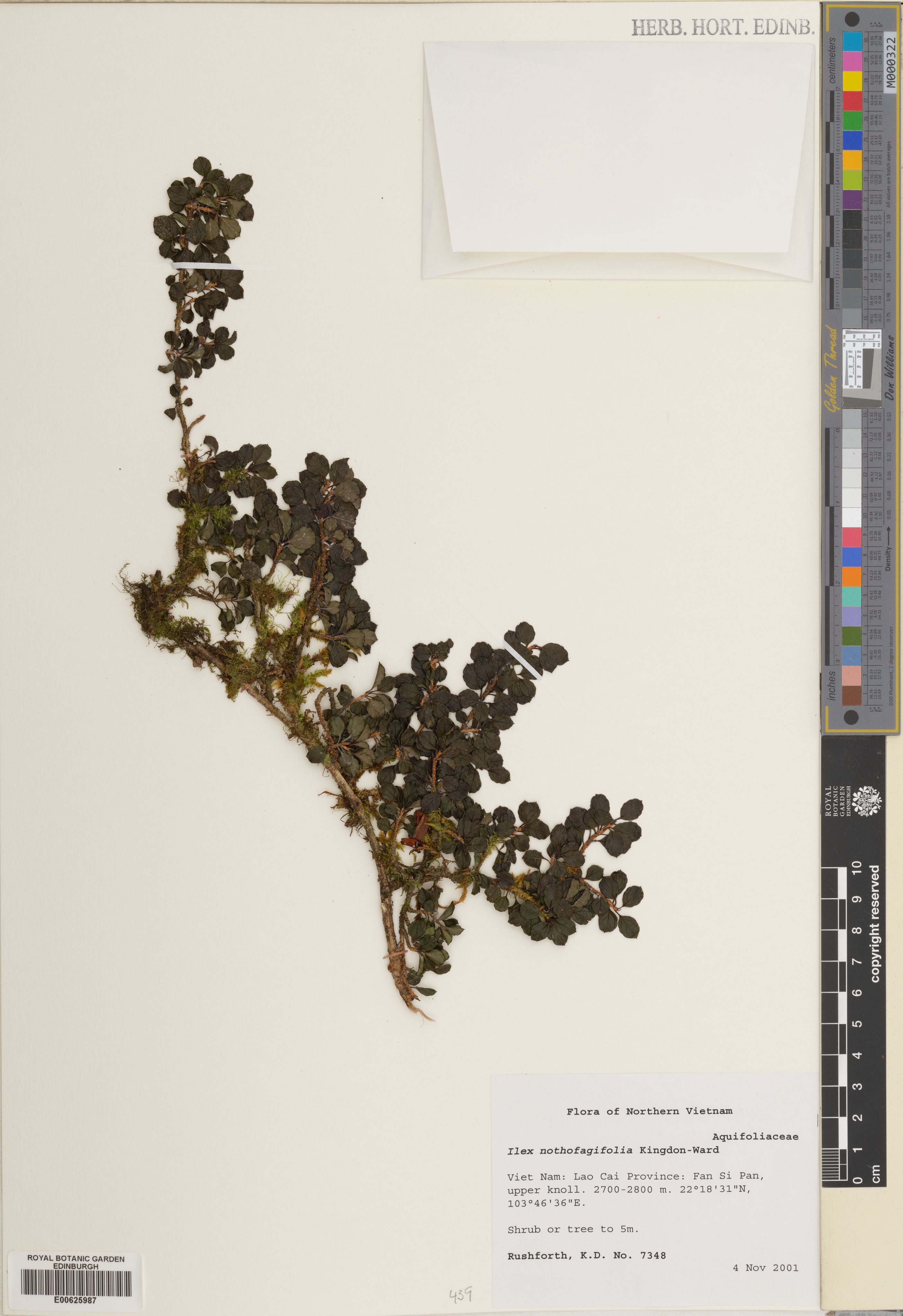 Ilex nothofagifolia — ảnh 2