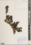 Ilex nothofagifolia — ảnh 3