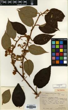 Type specimen at Edinburgh (E). Bodinier, Emile: 2427. Barcode: E00626283.