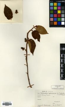 Type specimen at Edinburgh (E). Bodinier, Emile: 2427. Barcode: E00626284.