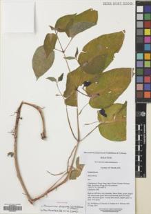 Type specimen at Edinburgh (E). Middleton, David; Karaket, Preecha; Suddee, Somran; Triboun, Pramote: 5681. Barcode: E00626983.