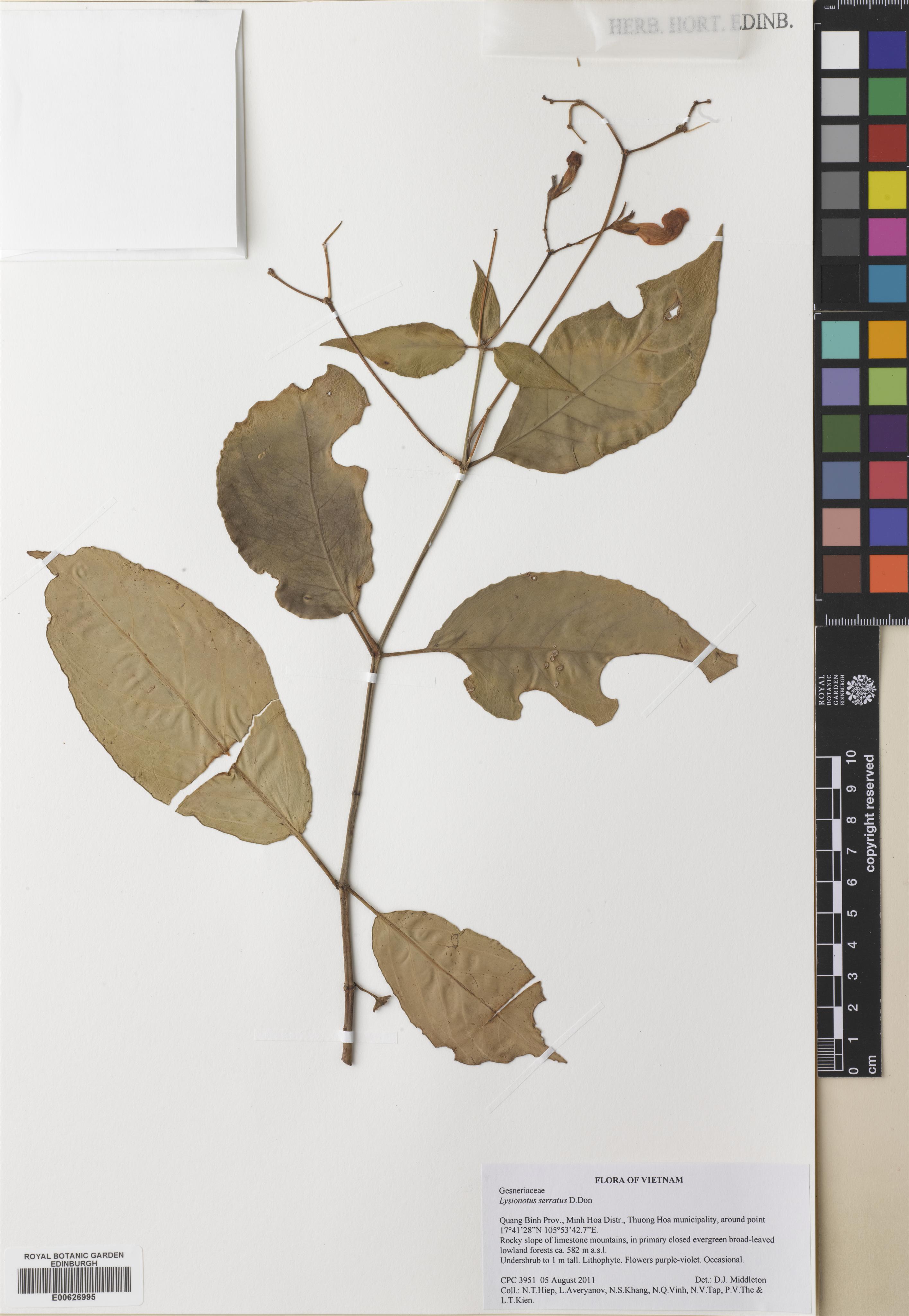 Lysionotus serratus — ảnh 3