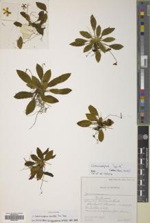 Type specimen at Edinburgh (E). Burtt, Brian: B11597. Barcode: E00627093.
