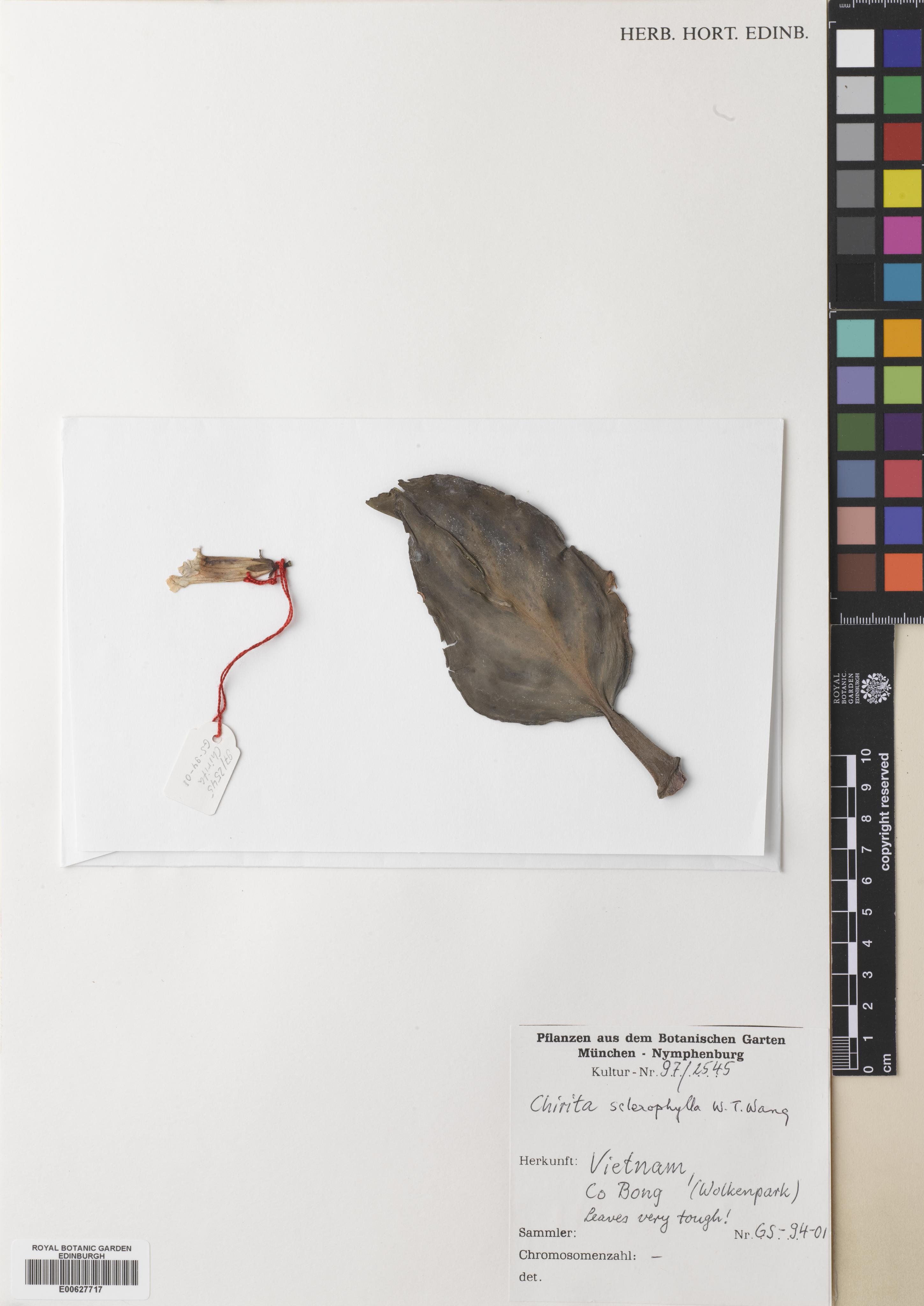 Primulina sclerophylla — ảnh 2