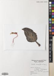 Primulina sclerophylla — ảnh 3