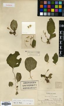 Type specimen at Edinburgh (E). Kerr, Arthur: 2196. Barcode: E00627731.