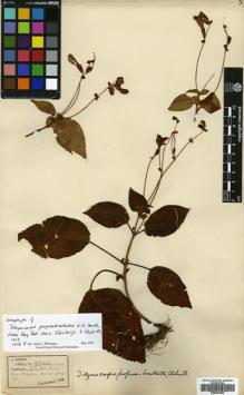 Type specimen at Edinburgh (E). Henry, Augustine: 9746. Barcode: E00627862.