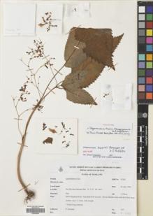 Type specimen at Edinburgh (E). Srisanga, P.: 917. Barcode: E00628045.