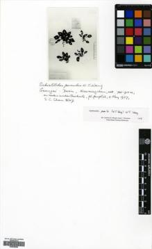 Type specimen at Edinburgh (E). : 12219. Barcode: E00628088.