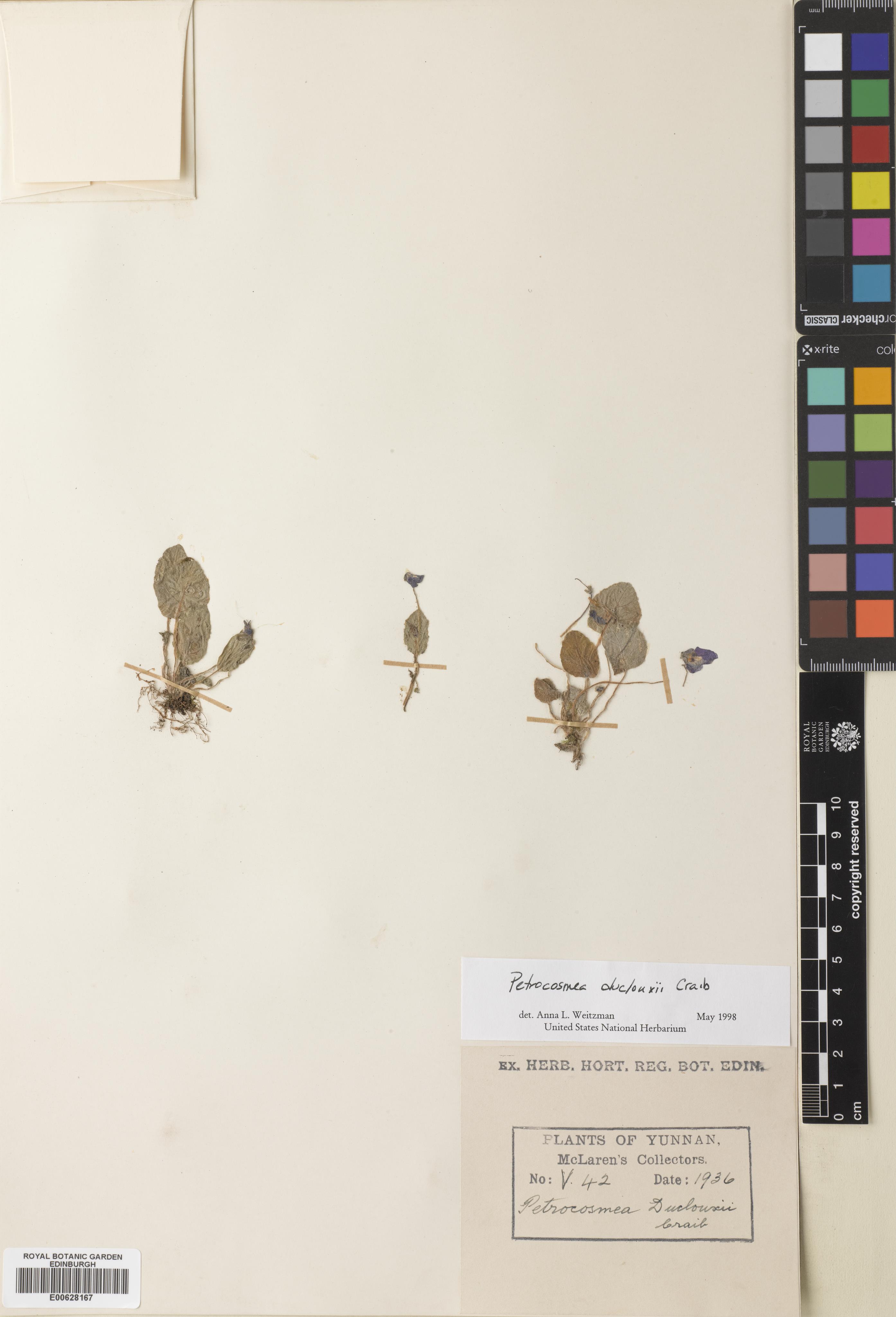 Petrocosmea duclouxii — ảnh 2