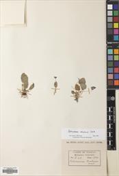 Petrocosmea duclouxii — ảnh 3
