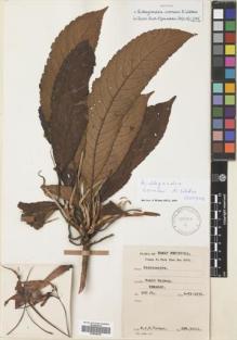 Type specimen at Edinburgh (E). Corner, Edred: SFN. 30211. Barcode: E00628226.