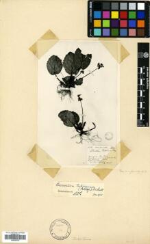 Type specimen at Edinburgh (E). Petelot, Alfred: 704. Barcode: E00628750.