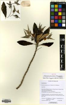 Type specimen at Edinburgh (E). Middleton, David: 4365. Barcode: E00629420.