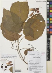 Type specimen at Edinburgh (E). Middleton, David; Karaket, Preecha; Suddee, Somran; Triboun, Pramote: 5604. Barcode: E00629449.