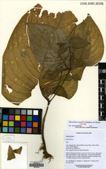 Type specimen at Edinburgh (E). Middleton, David; Karaket, Preecha; Suddee, Somran; Triboun, Pramote: 5612. Barcode: E00629450.