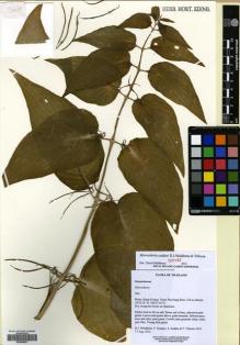 Type specimen at Edinburgh (E). Middleton, David; Karaket, Preecha; Suddee, Somran; Triboun, Pramote: 5618. Barcode: E00629451.