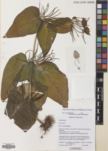Type specimen at Edinburgh (E). Middleton, David: 4567. Barcode: E00629491.