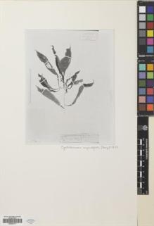 Type specimen at Edinburgh (E). : 1193HB. Barcode: E00630171.