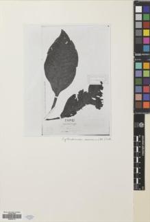 Type specimen at Edinburgh (E). von Blume, Carl: . Barcode: E00630172.