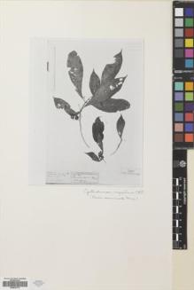 Type specimen at Edinburgh (E). : 1196HB. Barcode: E00630174.