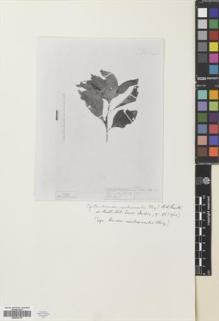 Type specimen at Edinburgh (E). : 1195HB. Barcode: E00630176.