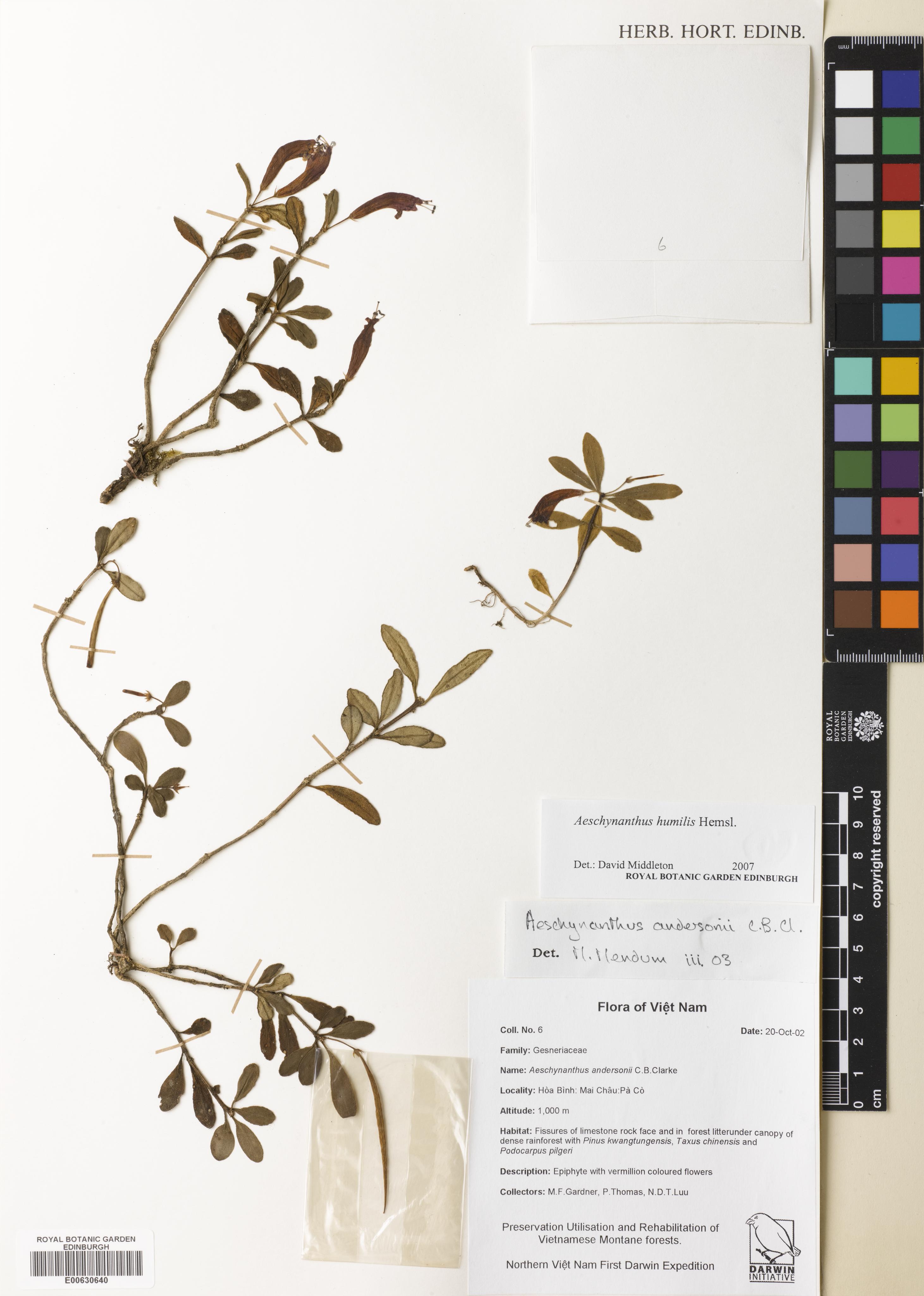 Aeschynanthus humilis — ảnh 2