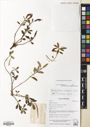 Aeschynanthus humilis — ảnh 3