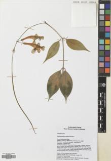 Type specimen at Edinburgh (E). Middleton, David: 3238. Barcode: E00630716.