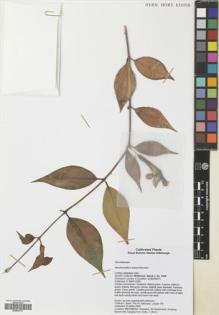Type specimen at Edinburgh (E). Middleton, David: 3238. Barcode: E00630717.