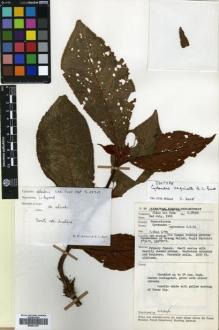 Type specimen at Edinburgh (E). Anderson, James; Paie, Ilias: S.28300. Barcode: E00631357.