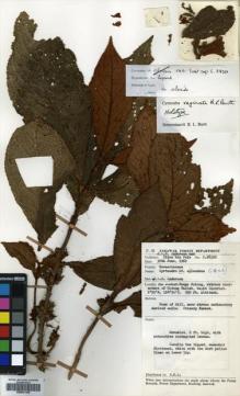 Type specimen at Edinburgh (E). Anderson, James; Paie, Ilias: S.28320. Barcode: E00631358.