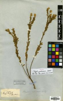 Type specimen at Edinburgh (E). Gardner, George: 3582. Barcode: E00631953.