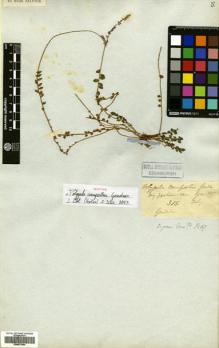 Type specimen at Edinburgh (E). Gardner, George: 315. Barcode: E00631954.