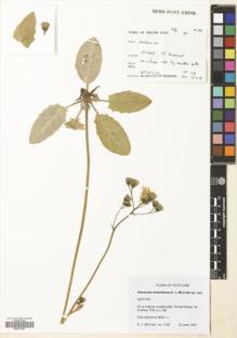 Type specimen at Edinburgh (E). McCosh, David: 1129. Barcode: E00631957.