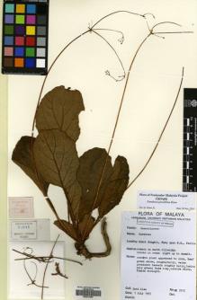 Type specimen at Edinburgh (E). Kiew, Ruth: 3713. Barcode: E00631959.