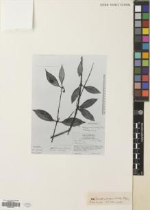 Type specimen at Edinburgh (E). Hartley, Thomas: 10344. Barcode: E00631961.